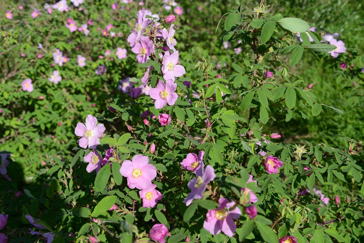 19 Flowers Next To The MacKenzie River East Channel In Inuvik Northwest Territories